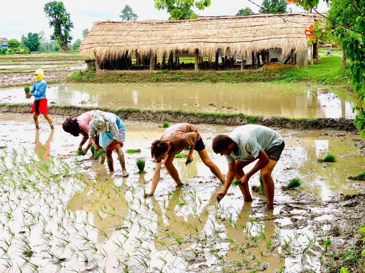 Bardia Eco Friendly Homestay Bardiya Екстер'єр фото